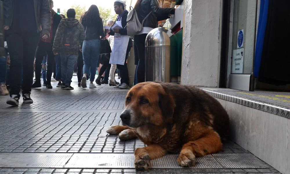 Θεσσαλονίκη: Σπιτάκια και ποτίστρες για τα αδέσποτα